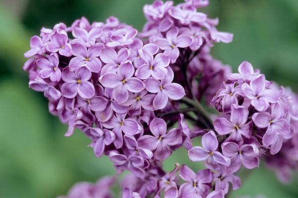 Domingo de lilas en el Arboretum con Food Trucks